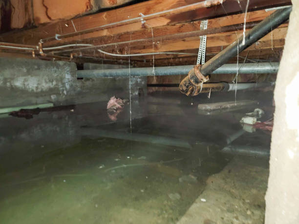 Best Flood damage cleanup  in Walton, KY