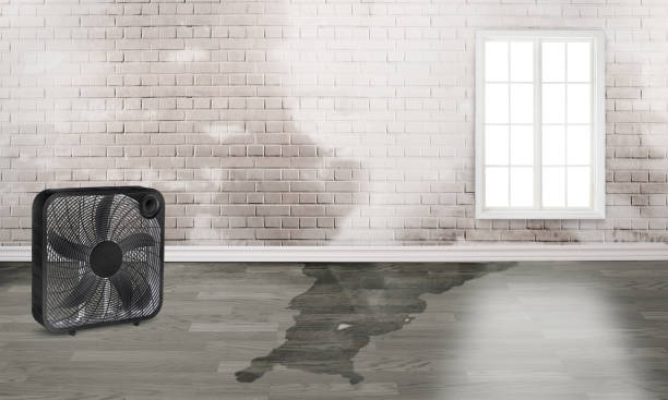 Best Carpet water damage restoration  in Walton, KY